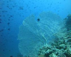 Euro Divers Vilamendhoo